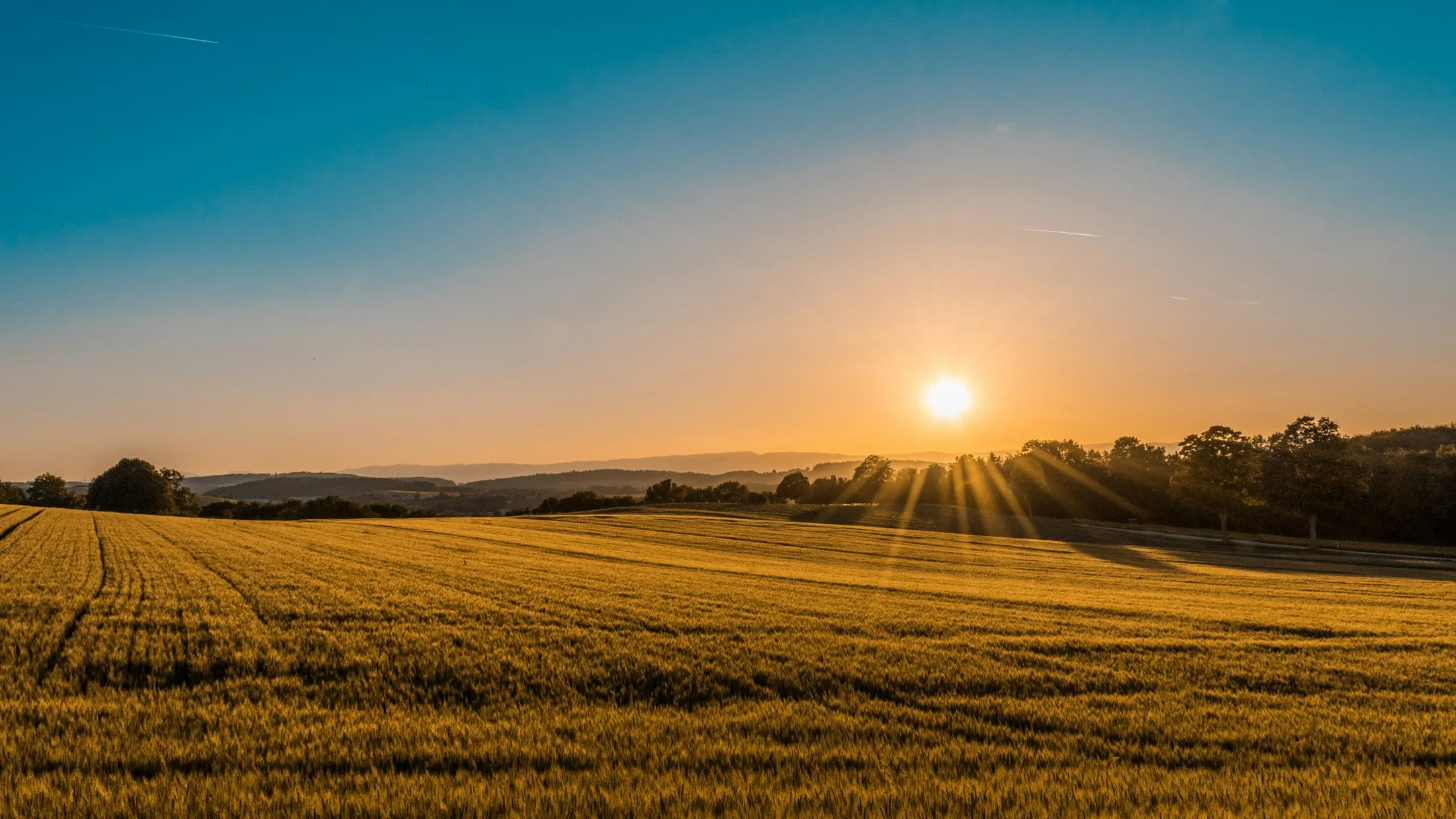 Campo de granos al atardecer